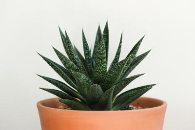 Aloes, foto źródło pixabay