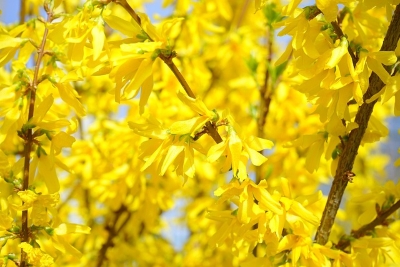 Forsycja, foto źródło pixabay