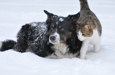 Pies i kot na śniegu