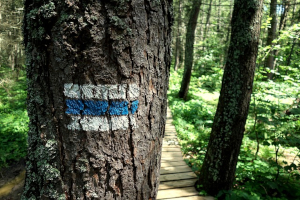 Oznakowanie szlaku pieszego na drzewie