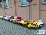 Kwiaty pod Starostwem Powiatowym w Dębicy
