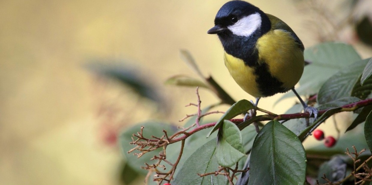 Powiatowy konkurs online dla miłośników ptaków i owadów już rozstrzygnięty